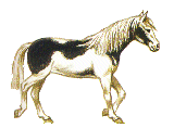 Horse Pinto